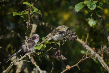 Sightings and news to week ending 29 June
